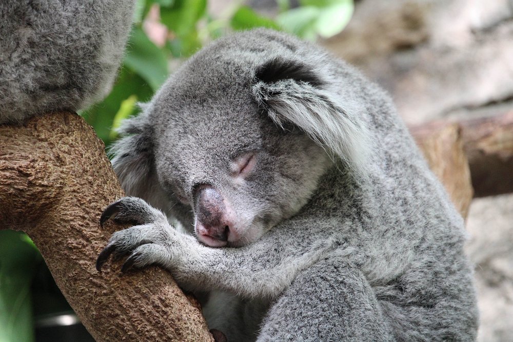 EDINBURGH ZOO