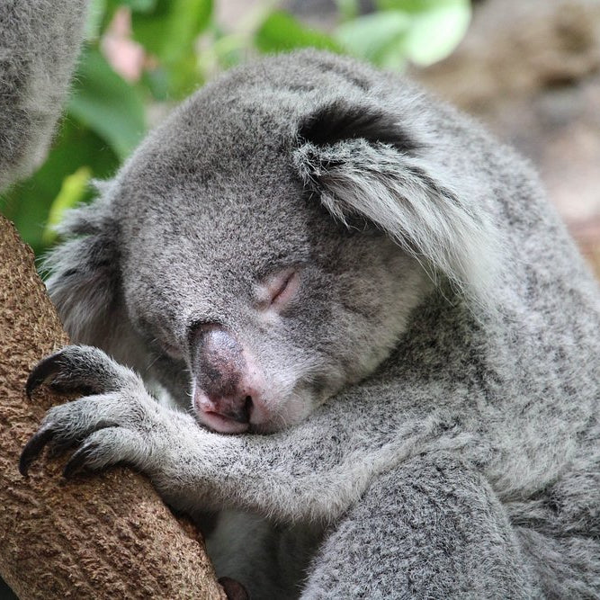EDINBURGH ZOO